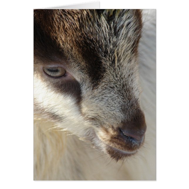 Cartão Gato Pequeno (Frente)