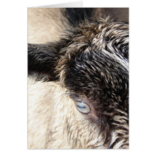 Cartão Gato Pequeno