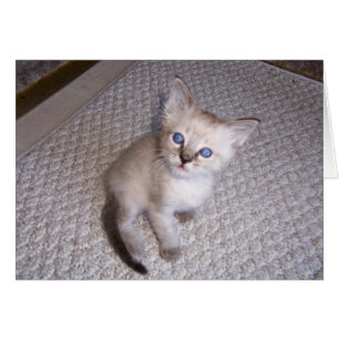 Cartão Gato pequeno do gatinho de Louie