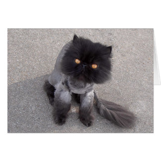 Cartão Gato Persa