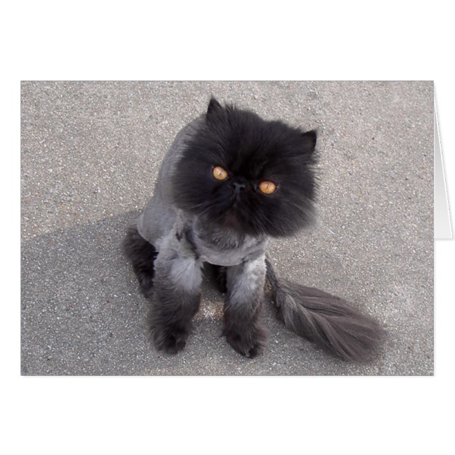 Cartão Gato Persa (Frente Horizontal)