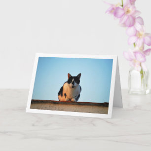 Cartão Gato Preto e Branco no Telhado