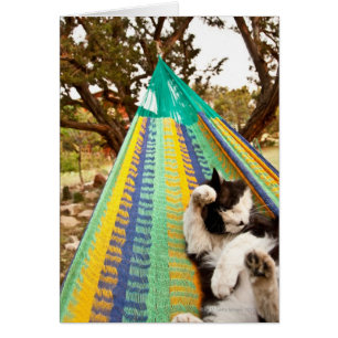 Cartão Gato que encontra-se no hammock mexicano maia