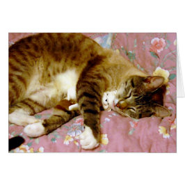 Cartão Gato Real, Gato Falso