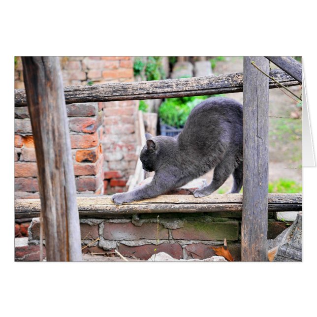 Cartão Gato se espreguiçando (Frente Horizontal)