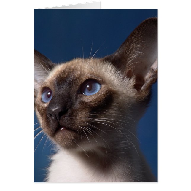 Cartão Gato Siamese com olhos azuis (Frente)