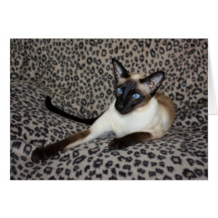 Cartão Gato Siamese com os pontos do animal selvagem do
