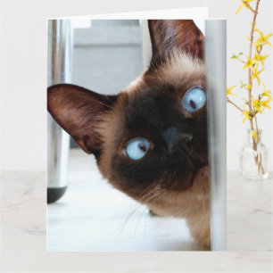 CARTÃO GATO SIAMESE ESPIONANDO CUMPRIMENTO DE ANIVERSÁRIO