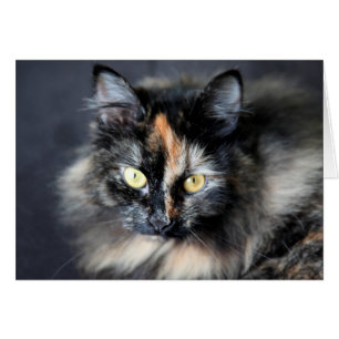 Cartão Gato Siberiano