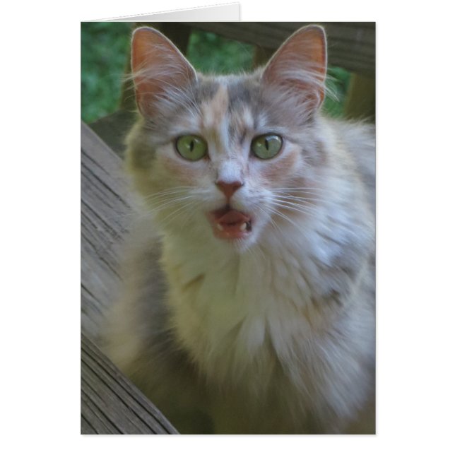 Cartão Gato Surpreso (Frente)