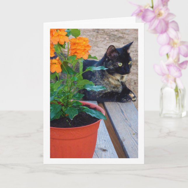 Cartão Gato TortoisesInferno com Flores Firecracker (Orquídea)