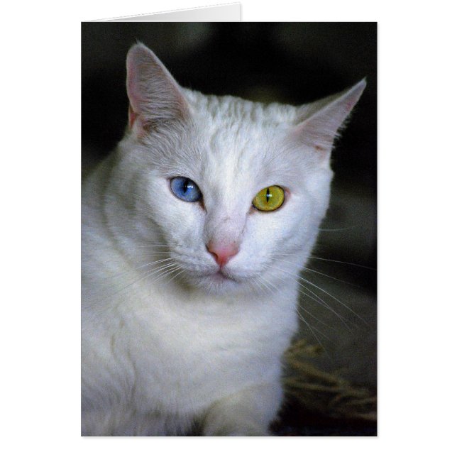 Cartão Gato turco do angora com olhos combinados mal (Frente)