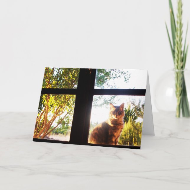 CARTÃO GATO TURCO NA JANELA (Frente)