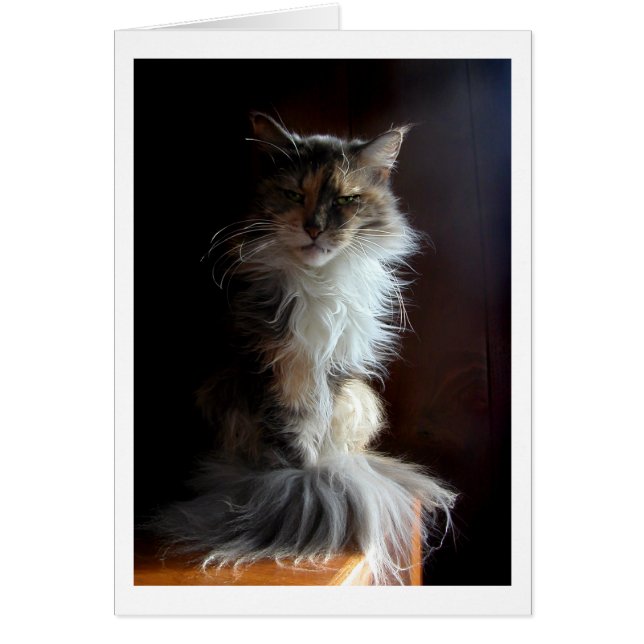 Cartão Gato velho ranhoso e digno (Frente)