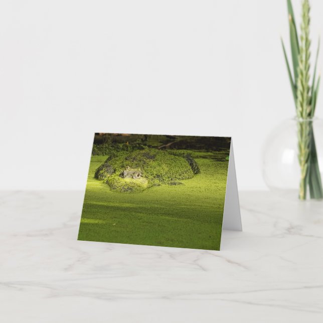 Cartão Gator à espreita na alga - Fotografia natural (Frente)