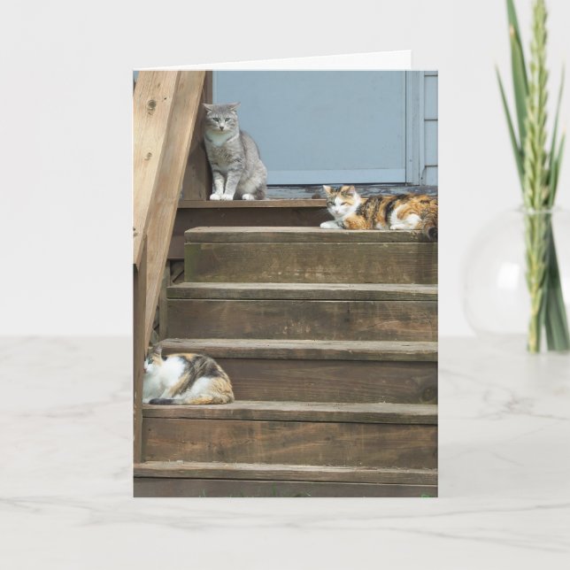 Cartão Gatos, Aniversário (Frente)