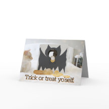 Gatos Bonitos Trapalham Ou Tratam Você Próprio Hal