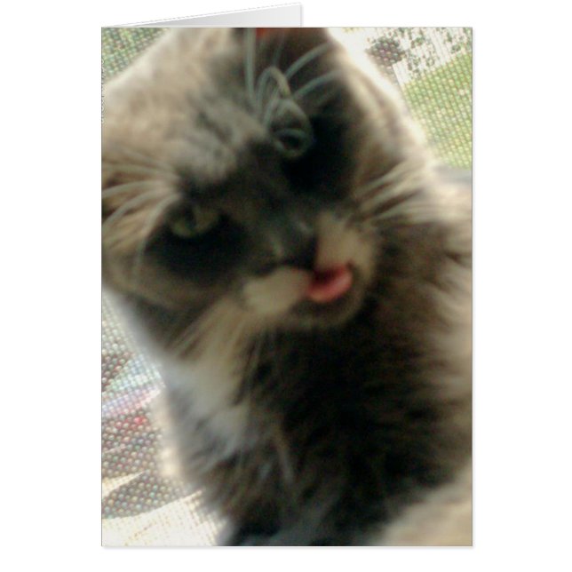 Cartão Gatos De Meia 2 (Frente)