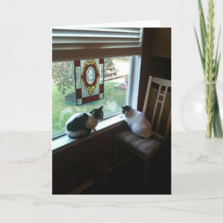 Cartão Gatos esperando