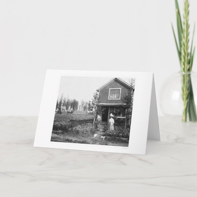 Cartão Gatos Home Fairbanks Alaska 1916 (Frente)