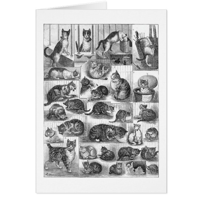 Cartão Gatos, Louis Wain (Frente)