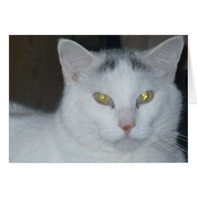 Cartão Gatos Pensamentos Brancos (Frente Horizontal)