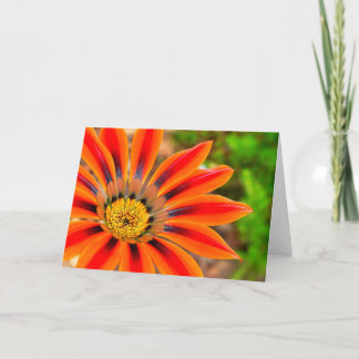 Cartão Gazania