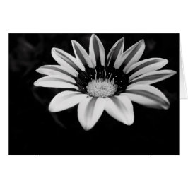 Cartão Gazania