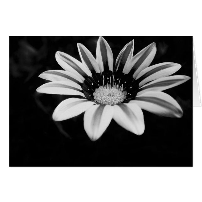 Cartão Gazania (Frente Horizontal)