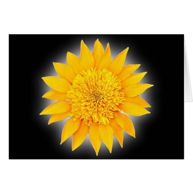 Cartão Gazania Blossom (Frente horizontal)