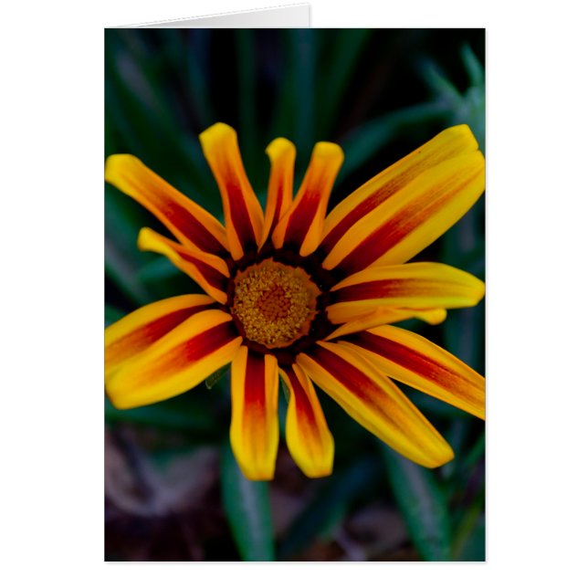 Cartão Gazania flower (Frente)