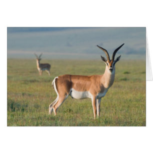 Cartão Gazela de Grant, Cratera de Ngorongoro, Ngorongoro
