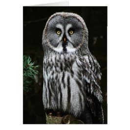 Cartão Gccnm da Cinza do Excelente