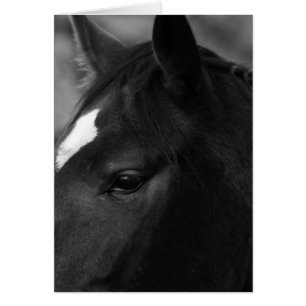 Cartão Gcna do cavalo