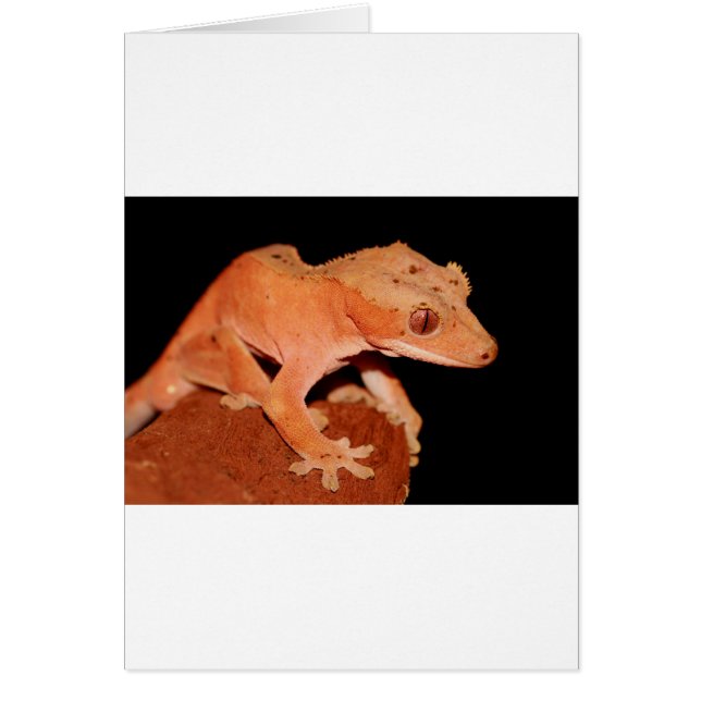 Cartão gecko crested (Frente)