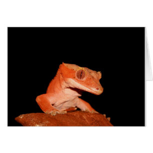 Cartão gecko crested