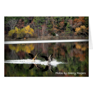 Cartão ~Geese em Clayton Lake~
