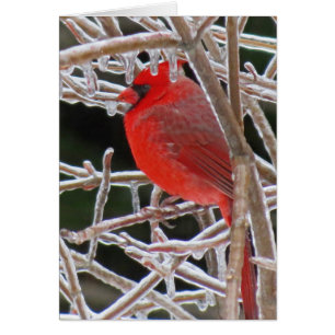 Cartão Gelo cardeal