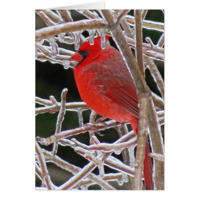 Cartão Gelo cardeal (Frente)