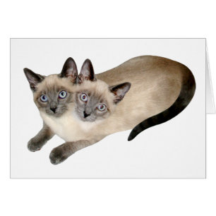 Cartão Gêmeos de Gatos Siameses