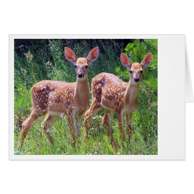 Cartão Gêmeos Fawn no Hawkweed (Frente horizontal)