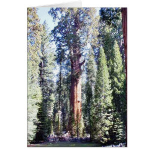 Cartão General Sherman Trees Forrestes