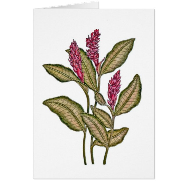 Cartão Gengibre vermelho (Frente)