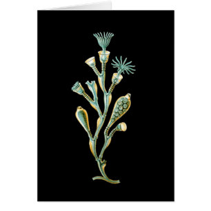 Cartão Geniculata de Obelia