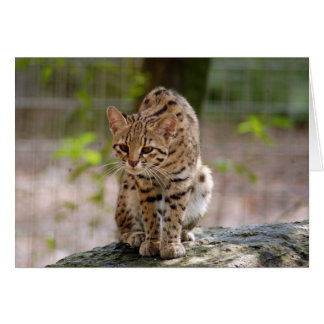 Cartão geoffroy-cat-021