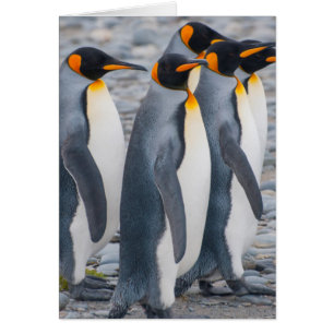 Cartão Geórgia do Sul. Pinguins-imperadores