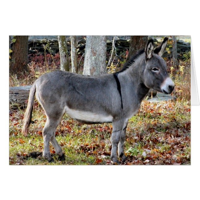 Cartão Georgie (Frente Horizontal)