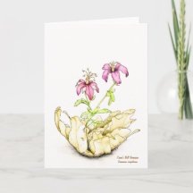 Gerânio aquarela de flor silvestre em branco por d