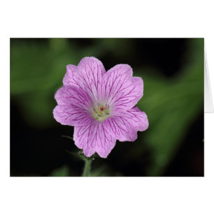 Cartão Geranium Endressii