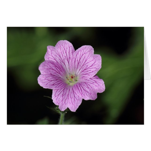 Cartão Geranium Endressii (Frente Horizontal)